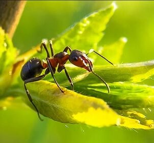 Removal of Ants