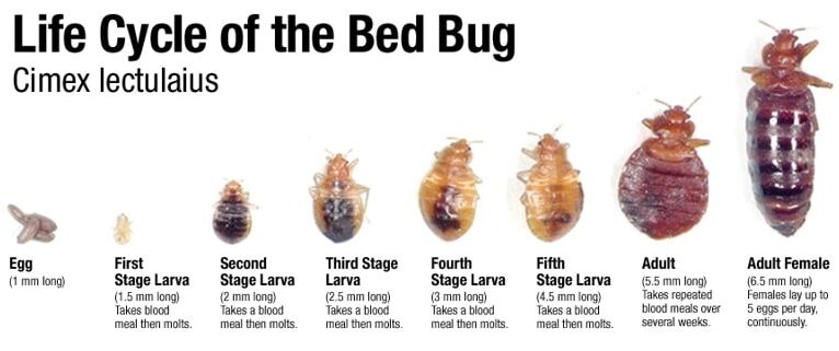 Bed Bug Life Cycle