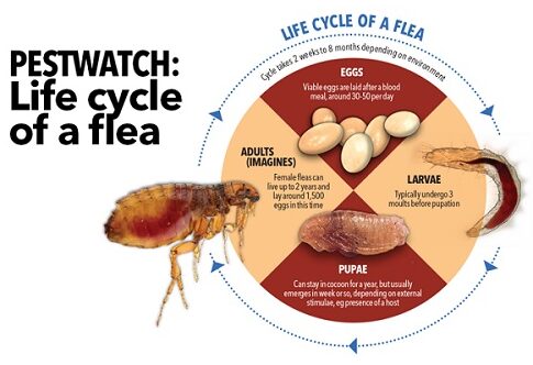 flea life cycle