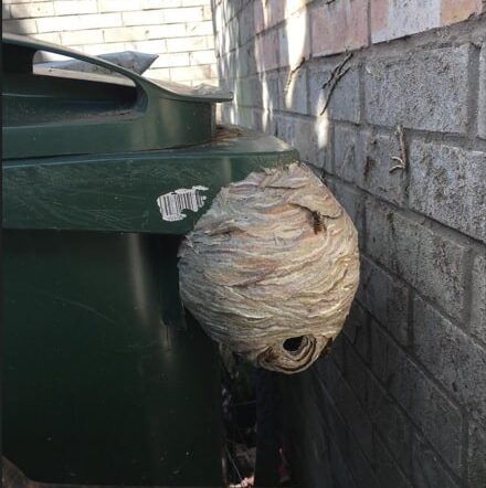 wasp nest removal on bin