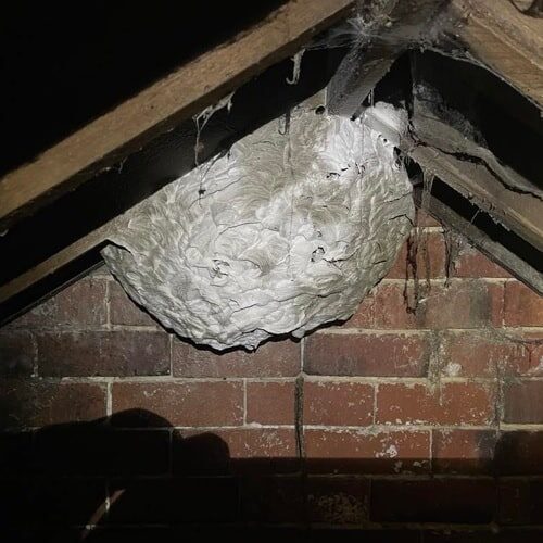 wasp nest removals