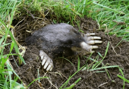 Garden Mole Removal