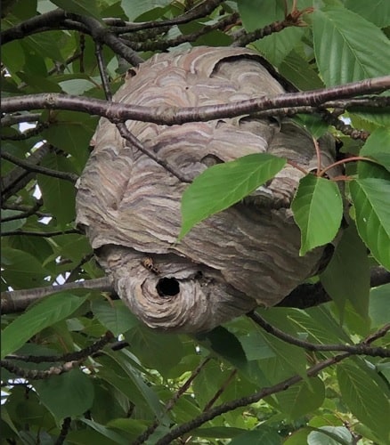 wasp nest removal services